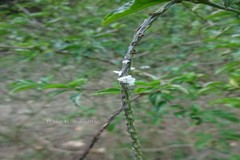 Stachytarpheta cayennensis